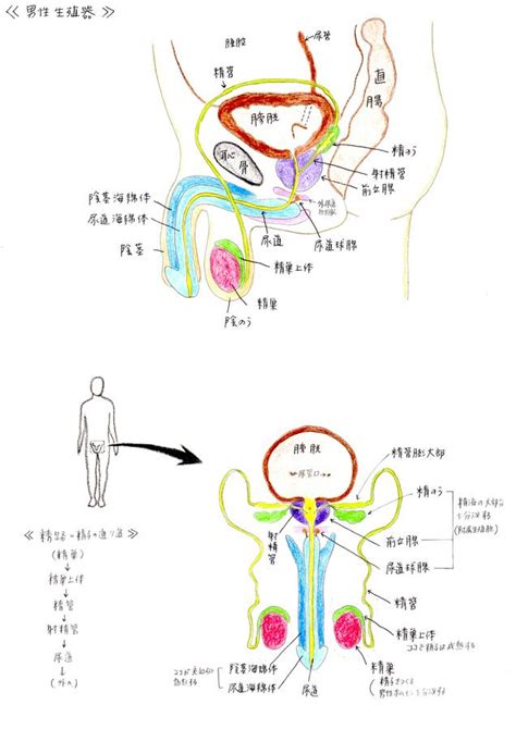 男人生殖|男性の生殖器系の構造